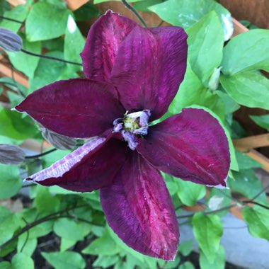 Clematis 'Voluceau'