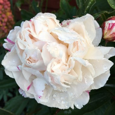 Paeonia lactiflora 'Festiva Maxima'