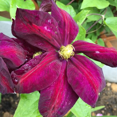 Clematis 'Voluceau'