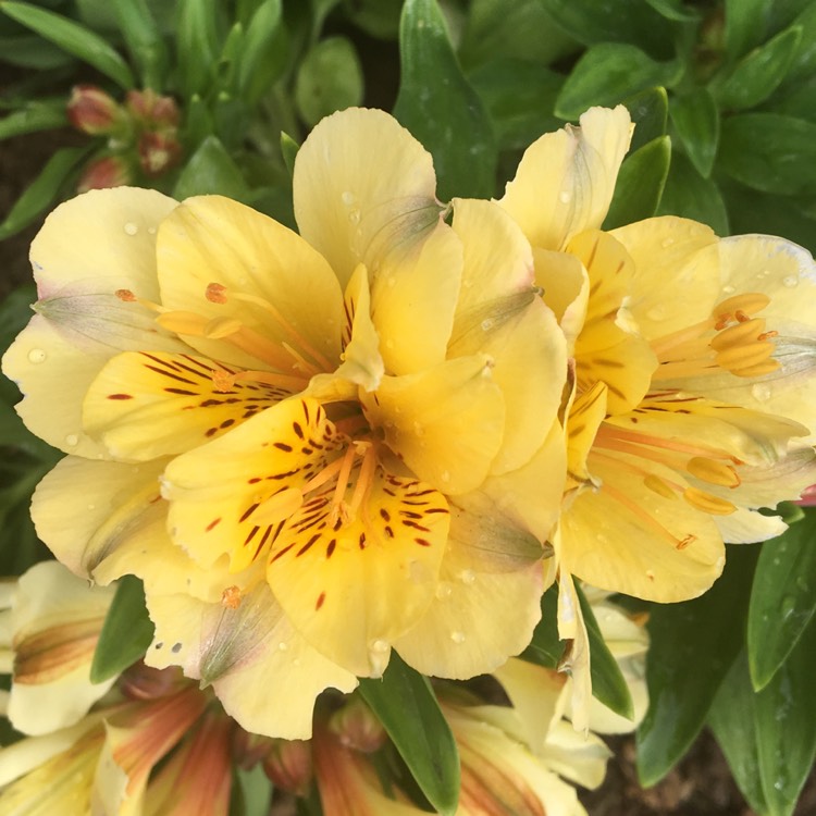 Plant image Alstroemeria 'Tescaban' (Inticancha Series) syn. Alstroemeria 'Inticancha Cabana'