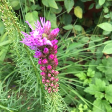 Liatris spicata