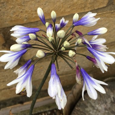 Agapanthus 'Ambic001' syn. Agapanthus 'Twister', Agapanthus 'Indigo Frost'