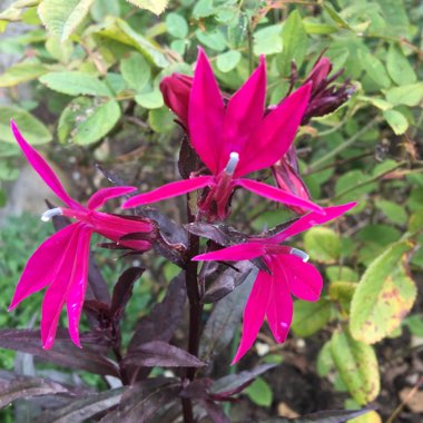 Lobelia x speciosa 'Russian Princess'