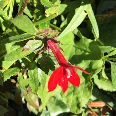 Lobelia cardinalis 'Queen Victoria'