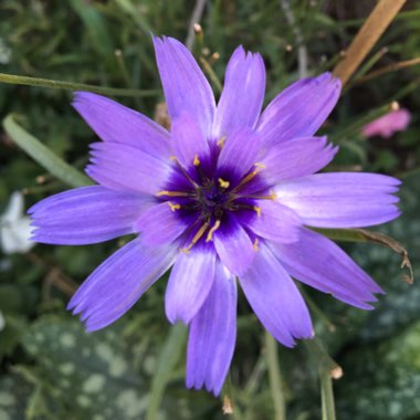 Catananche caerulea 'Major'