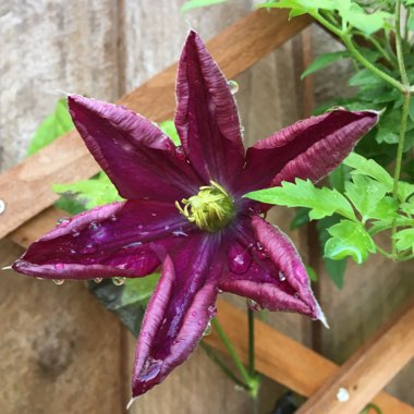 Clematis 'Voluceau'