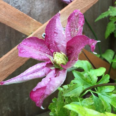 Clematis 'Voluceau'