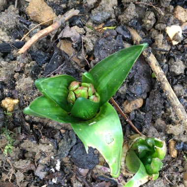 Hyacinthus orientalis 'Amethyst'