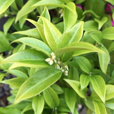 Sarcococca confusa