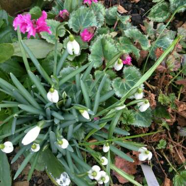 Galanthus nivalis