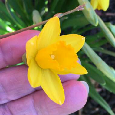 Narcissus 'Tête-à-Tête'