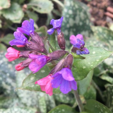 Pulmonaria officinalis