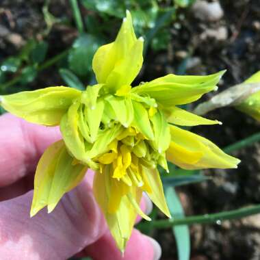 Narcissus 'Rip van Winkle' syn. Narcissus 'Plenus'