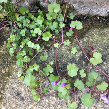 Cymbalaria Muralis syn. Antirrhinum cymbalaria ; Linaria cymbalaria