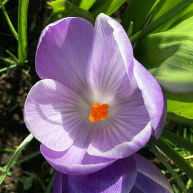 Crocus minimus 'Spring Beauty'