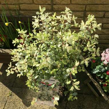 Pittosporum tenuifolium 'Irene Paterson'