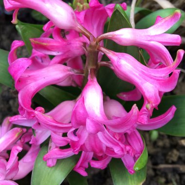 Hyacinthus orientalis 'Jan Bos'