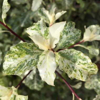 Pittosporum tenuifolium 'Irene Paterson'