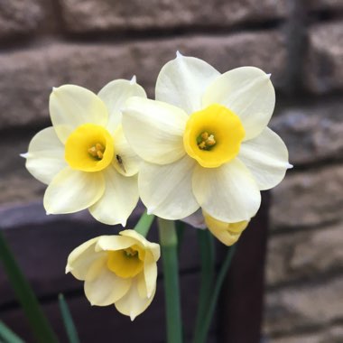 Narcissus 'Minnow'