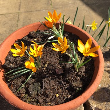 Crocus olivieri subsp. balansae 'Orange Monarch'