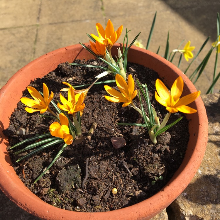 Plant image Crocus olivieri subsp. balansae 'Orange Monarch'