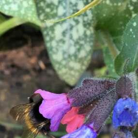 Pulmonaria officinalis