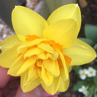 Narcissus 'Tahiti'