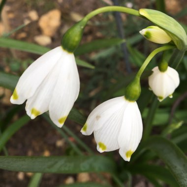 Leucojum aestivum 'Gravetye Giant'