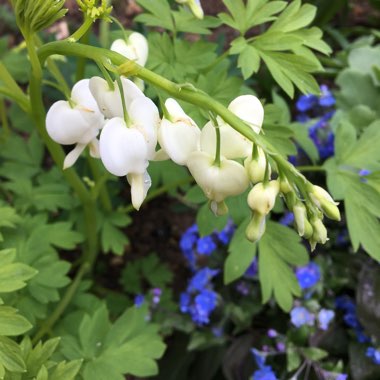 Lamprocapnos spectabilis 'Alba' syn. Dicentra spectabilis 'Alba'