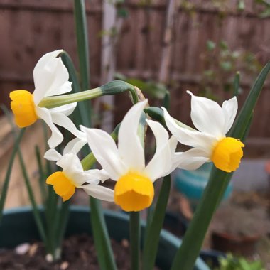 Narcissus 'Canaliculatus'