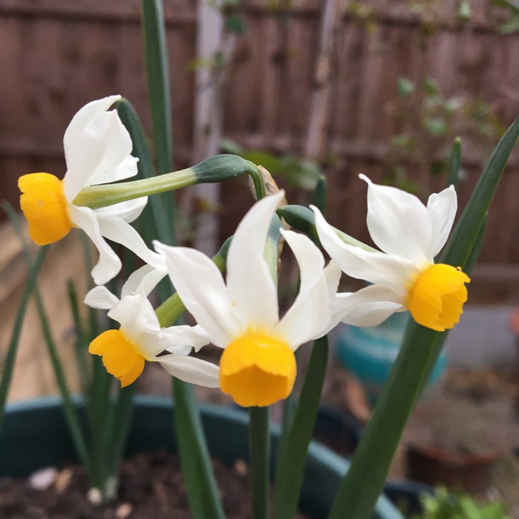 Plant image Narcissus 'Canaliculatus'