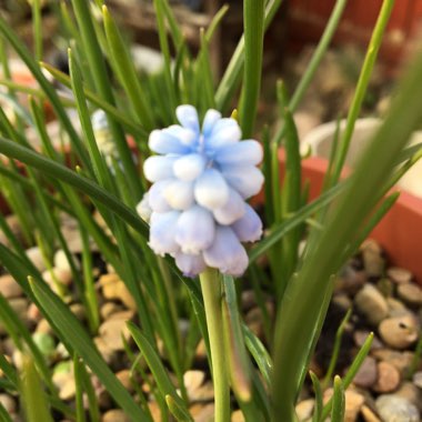 Muscari armeniacum 'Peppermint'