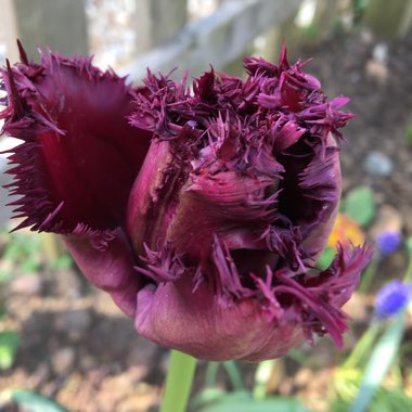 Tulipa 'Black Parrot'