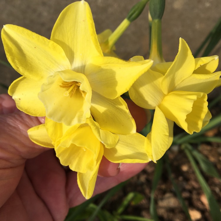 Plant image Narcissus 'Hawera'