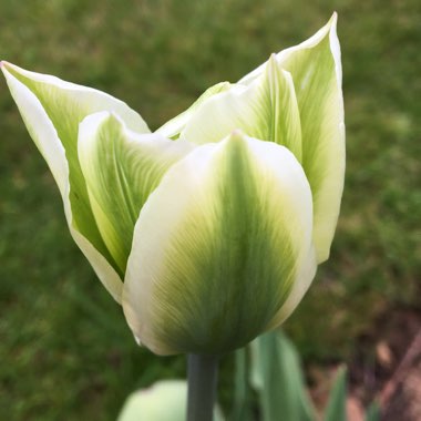 Tulipa 'Spring Green'