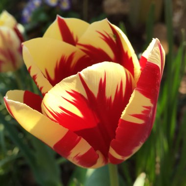 Tulipa 'Grand Perfection'