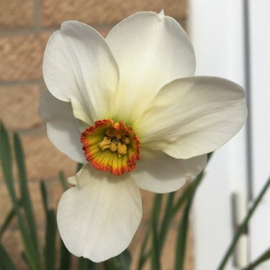 Narcissus 'Actaea'