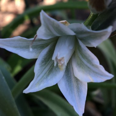 Ornithogalum nutans