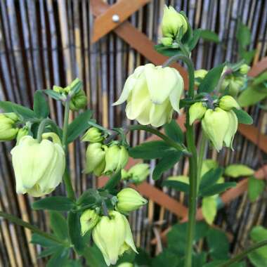 Aquilegia 'Green Apples'