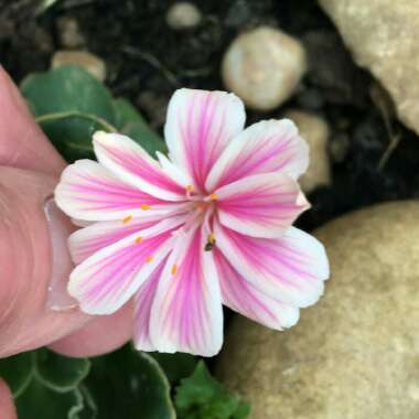 Lewisia Cotyledon