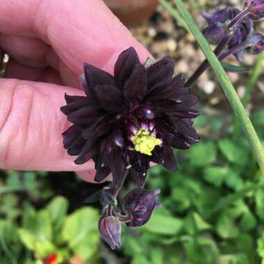 Aquilegia vulgaris var. stellata 'Black Barlow'