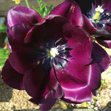 Tulipa 'Queen of Night'