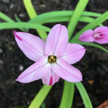 Ipheion uniflorum 'Charlotte Bishop'