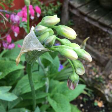 Allium siculum syn. Nectaroscordum siculum, Allium nectaracsardium, Allium bulgaricum