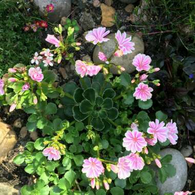 Lewisia Cotyledon