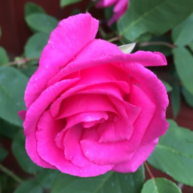 Rosa 'Zephirine Drouhin'