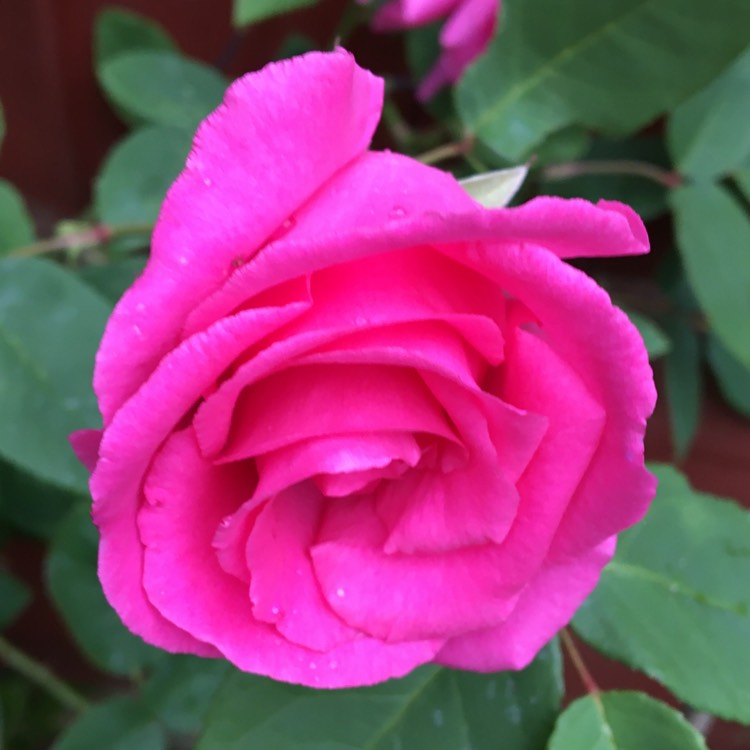 Plant image Rosa 'Zephirine Drouhin'