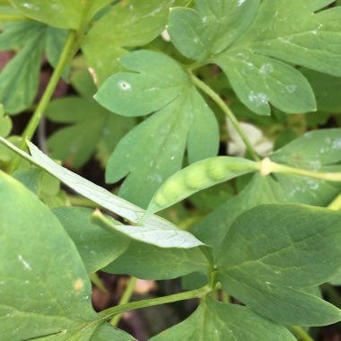 Lamprocapnos spectabilis 'Alba' syn. Dicentra spectabilis 'Alba'