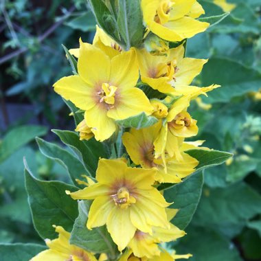 Lysimachia punctata