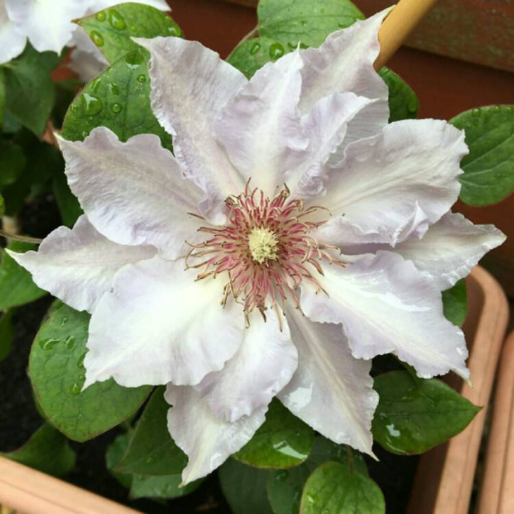 Plant image Clematis 'Tranquilite'™ evipo111